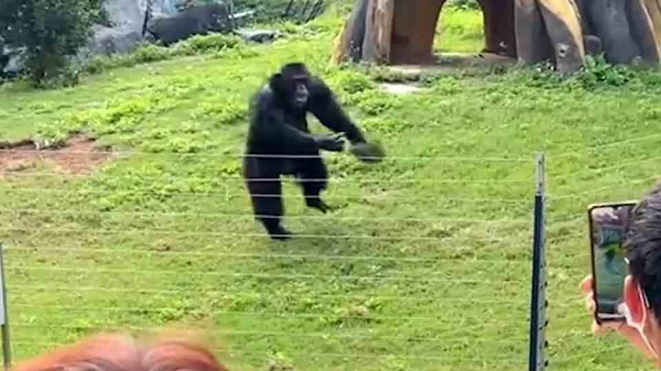 Aggressive behavior in the zoo: gorilla throws tufts of grass at visitors