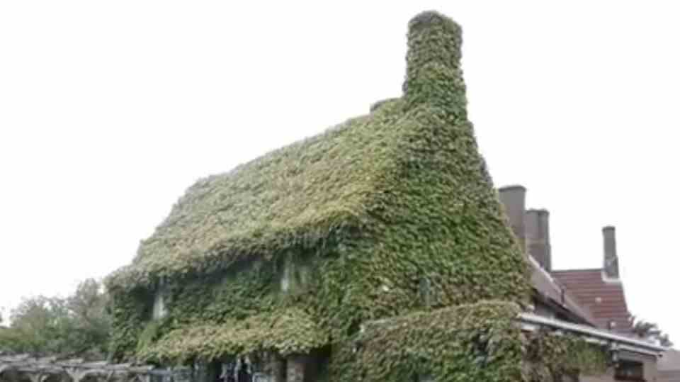 Natural Thermal Insulation - Virginia creeper overgrows house and keeps it warm in winter