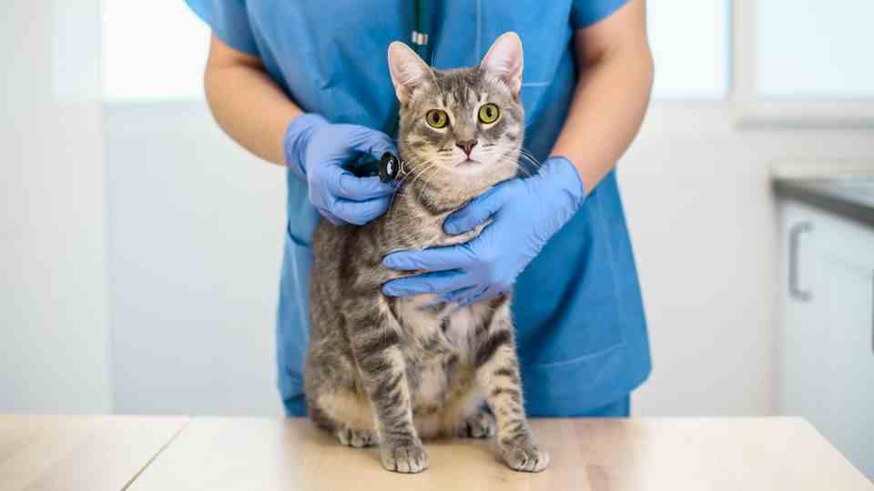 Many animal shelters are already suffering from the increased veterinary costs
