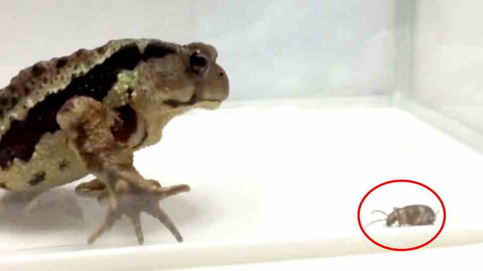 "Toadzilla": Almost as heavy as a baby: Monster toad discovered in Australia