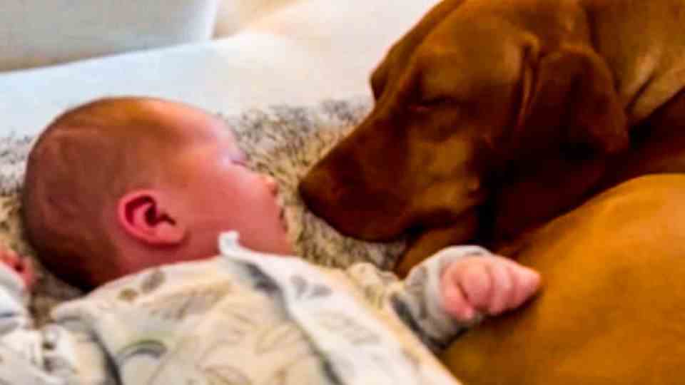 Adorable moment: Dog meets new family member