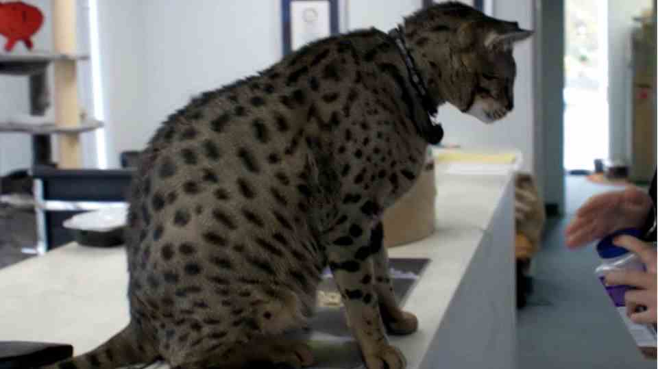 XXL cat weighs 16 kilograms: Fenrir is the largest cat in the world