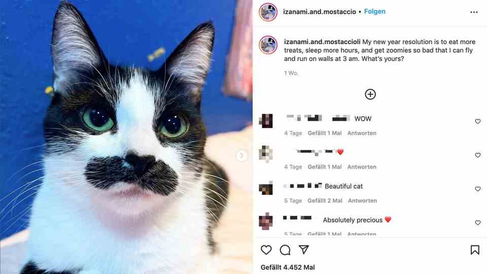 Cat looks like Freddie Mercury