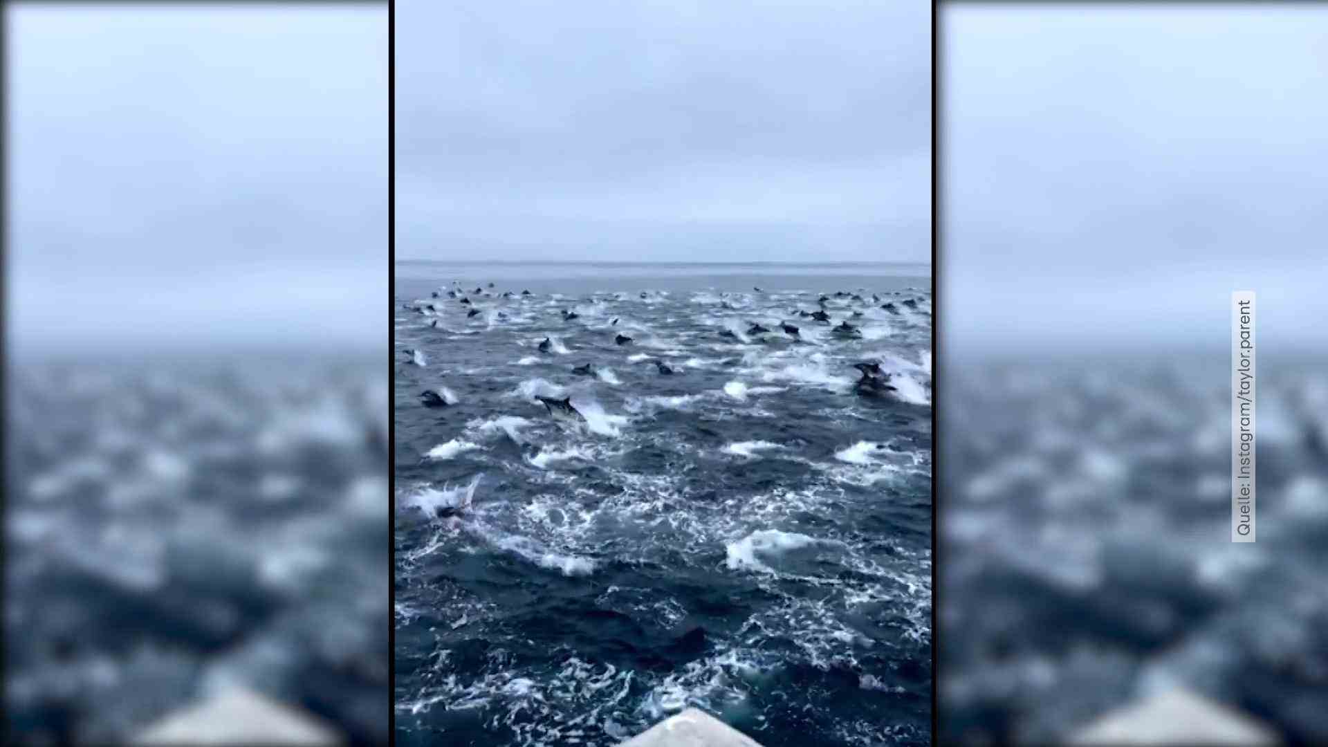 Hundreds of dolphins swim together in the sea Rare natural phenomenon
