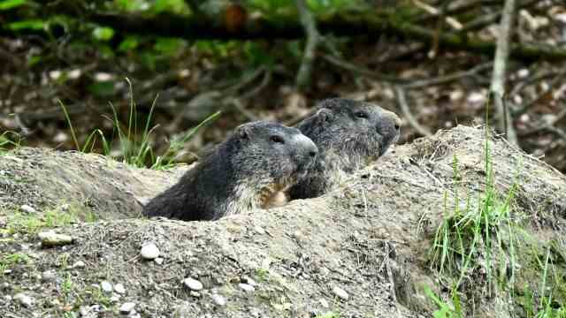Zoo: Alpine marmots breathe only twice a minute during hibernation.