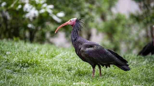Zoo: The northern bald ibis overwinters in Hellabrunn - only a few young birds come into the European conservation breeding program and learn to migrate south.