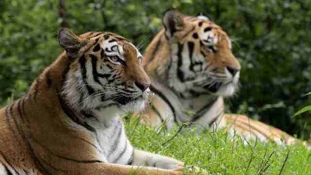 Zoo: Siberian tigers love to swim - even in winter.