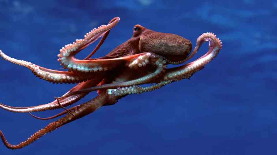 A "Common octopus" swims in the water
