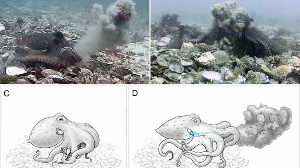 An image combo shows Sydney octopuses (Octopus tetricus) throwing around shells and silt.  Photo: PLOS