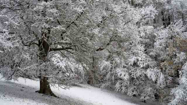 Weather in Bavaria: Up to eight centimeters of fresh snow fell.