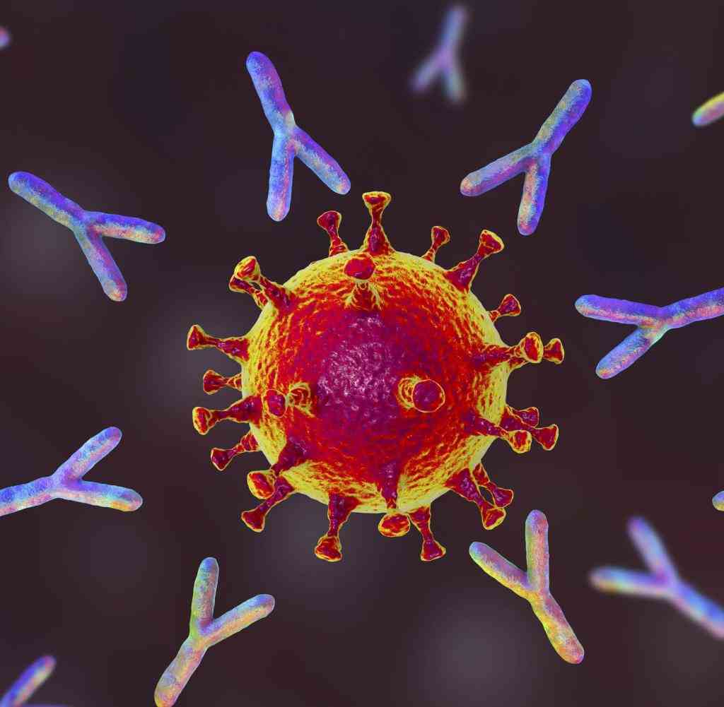 Illustration of antibodies (y-shaped) responding to an infection with the new coronavirus SARS-CoV-2.  The virus emerged in Wuhan, China, in December 2019, and causes a mild respiratory illness (covid-19) that can develop into pneumonia and be fatal in some cases.  The coronaviruses take their name from their crown (corona) of surface proteins, which are used to attach and penetrate their host cells.  Once inside the cells, the particles use the cells' machinery to make more copies of the virus.  Antibodies bind to specific antigens, for instance viral proteins, marking them for destruction by other immune cells, such as the macrophage white blood cell behind the virus.