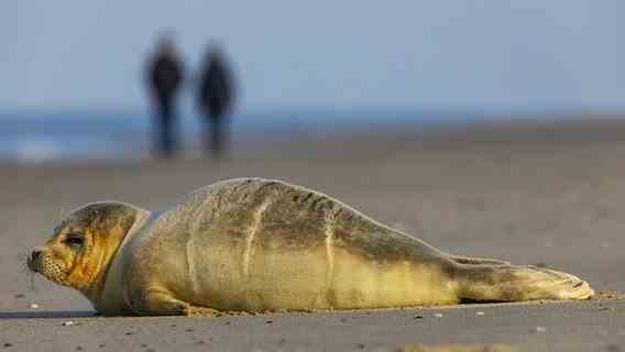 A seal lies on the beach at Langeoog.  © picture alliance Photo: Jochen Tack