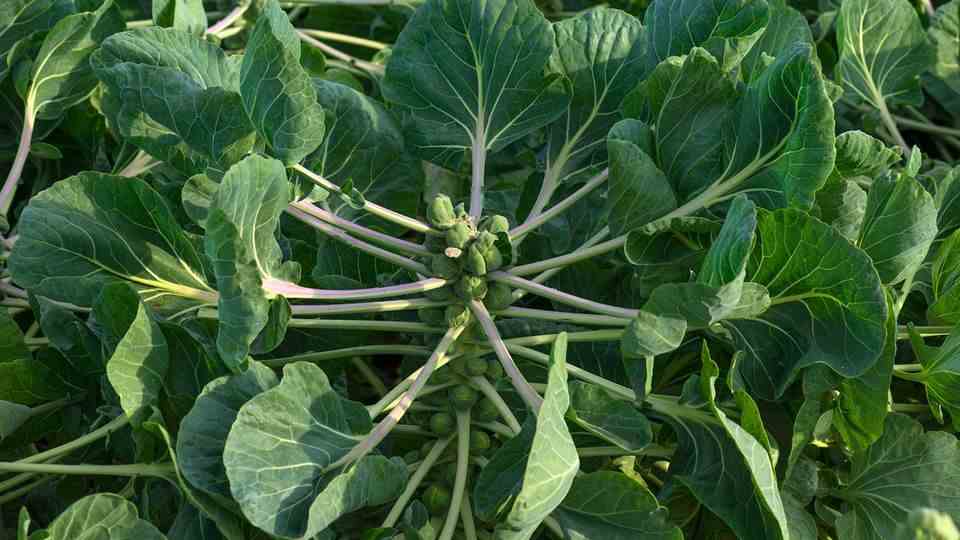 A Brussels sprouts plant