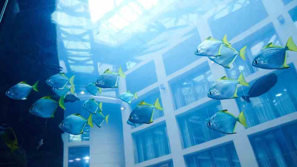 A school of blue fish with yellow fins swims through the Aquadom large aquarium