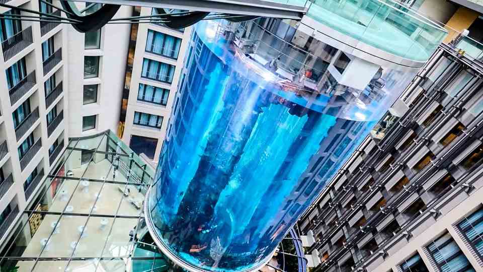 Aquadom Berlin: These fish lived in the giant aquarium before the accident