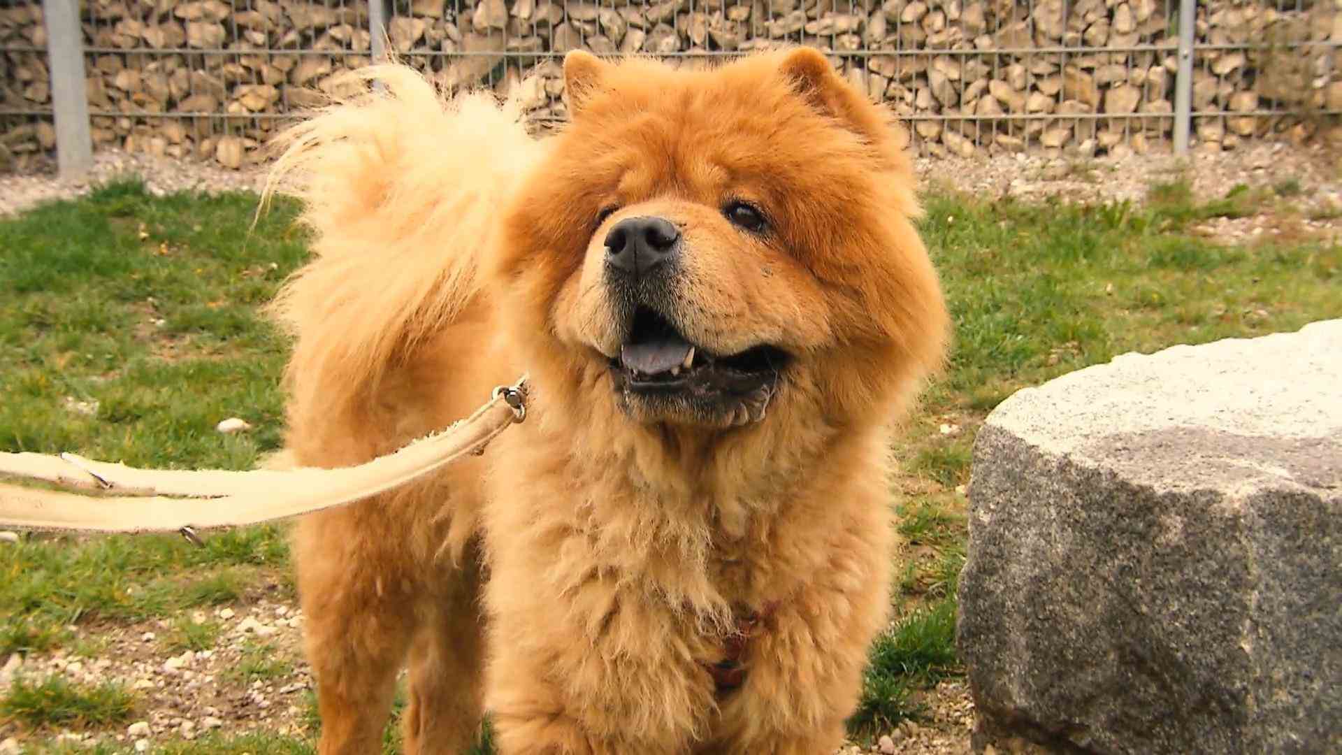Chow-Chow Krone is looking for a new home A ball of fur to fall in love with