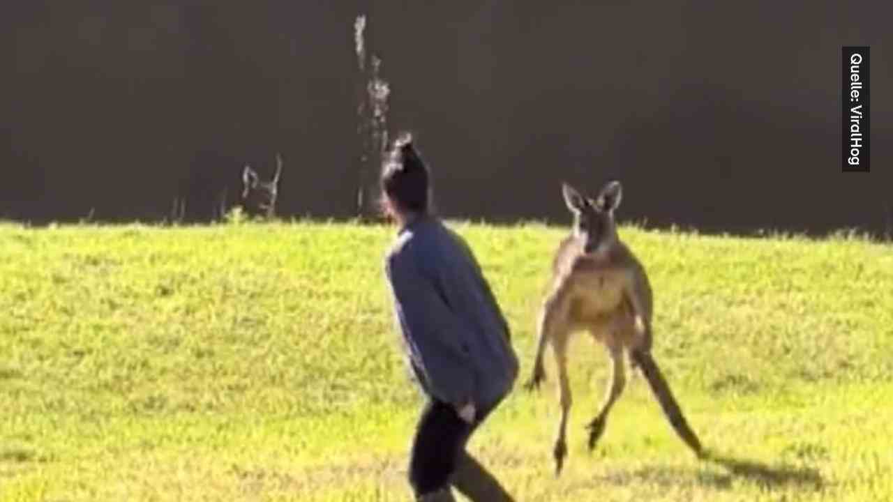 Aggro kangaroo attacks curious tourist Just look - don't touch!