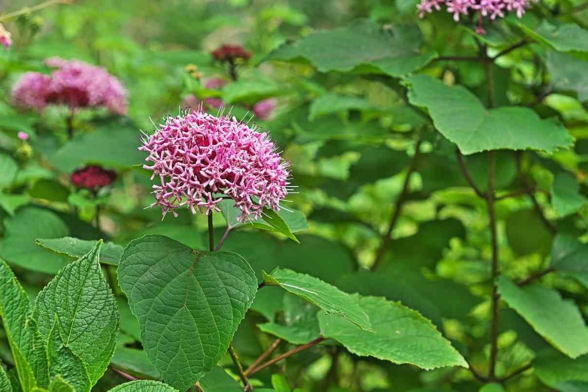 Bunge's Clerodendron