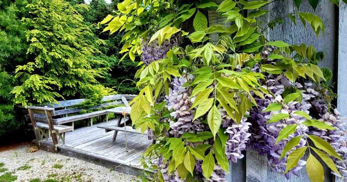 Wisteria On The Terrace