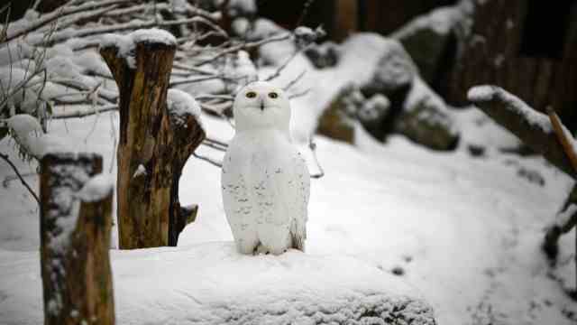 Trembling in the zoo: snowy owls are perfectly adapted to winter.