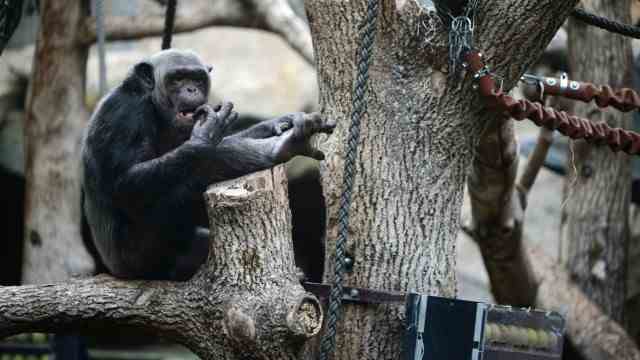 Trembling in the zoo: Not immune to colds: the chimpanzees.