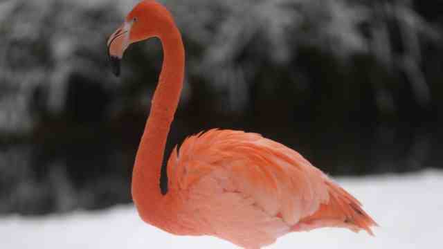 Trembling in the zoo: outdoors until it threatens to freeze: the flamingo.