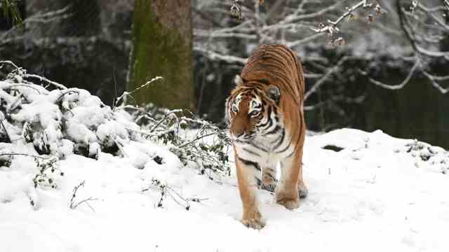Trembling in the zoo: In its element: a Siberian tiger.
