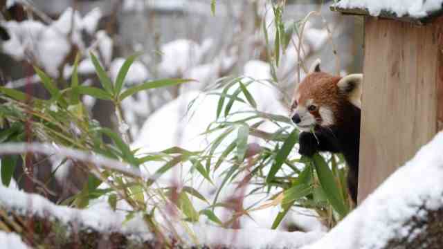 Trembling in the zoo: air out from behind a little house: a red panda.