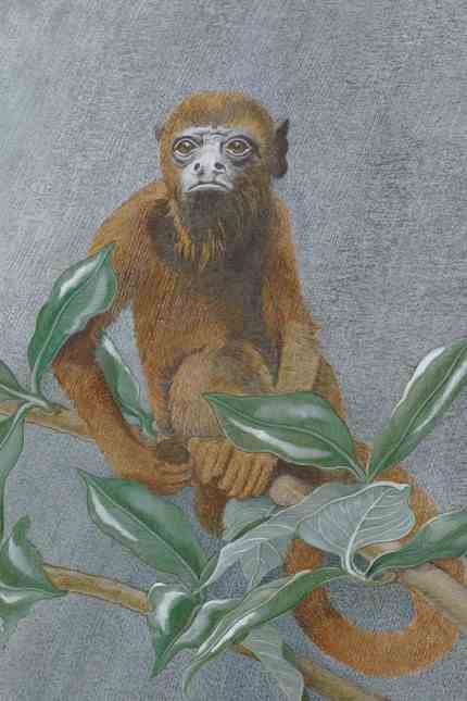 Art in the book: The Red Howler Monkey, "an incontinent animal that defecates profusely, frequently, and at every opportunity": This is how Claude Lévi-Strauss described this monkey species.  Anita Albus quotes the ethnologist and makes up her own mind.
