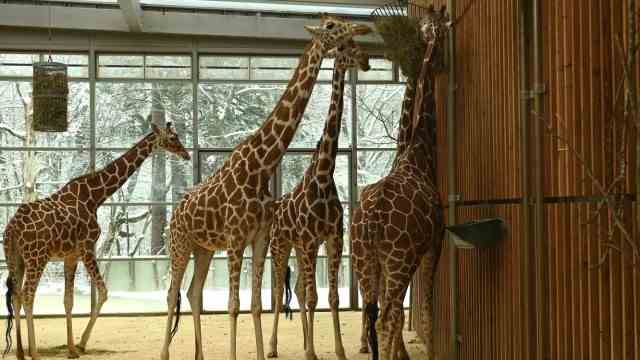 Trembling in the zoo: The giraffes are not allowed to gallop over sheets of ice.
