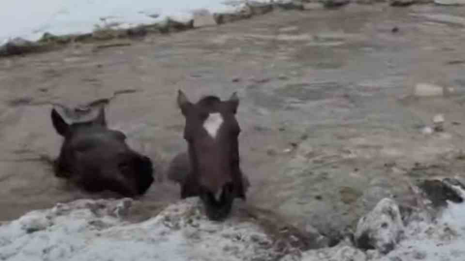 Hard to see: Four horses broke into ice-cold water.
