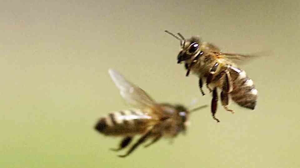 Bees: Protection against nasty disease: USA approves vaccination for honey bees for the first time