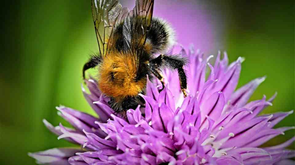 Insect extinction: Many bees, beetles and crawling animals are on the verge of extinction - here's how we can save them