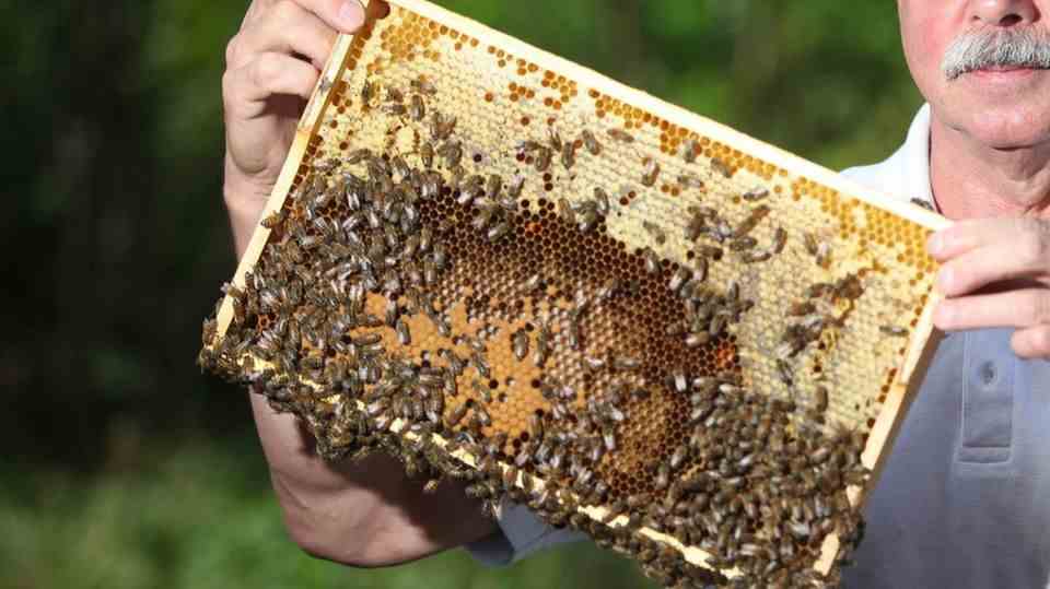 Beekeeper holds up bees infected with American foulbrood