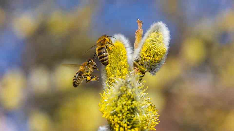Wild bees fly to the flowers of the willow