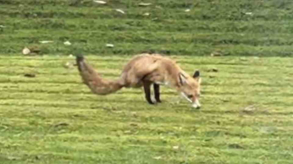 Perfect balance: This fox also gets along well with two legs.