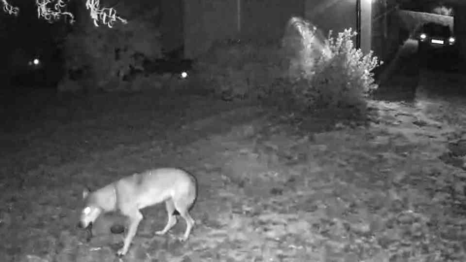 "Unusual Behavior": Camera is filming Wolf in the front yard in Saxony