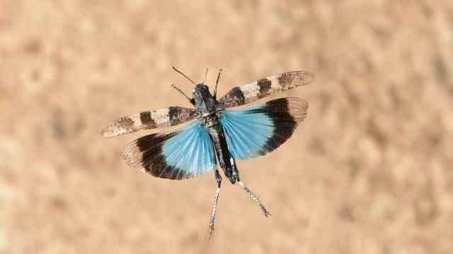 Species protection: Insects such as the blue-winged grasshopper are also dependent on gravel surfaces.
