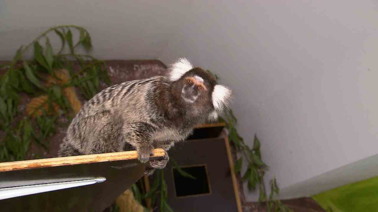RTL saves monkeys and confronts the sellers illegal monkey trade