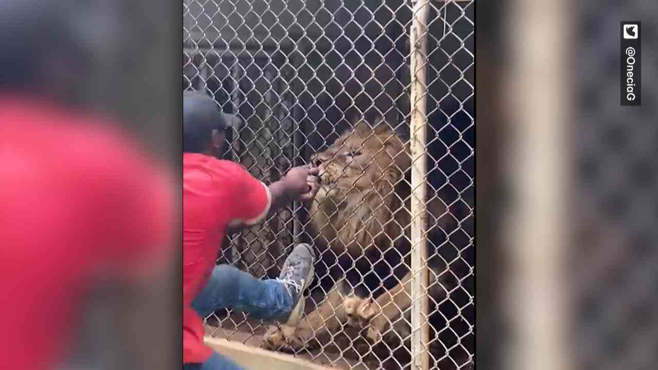 Lion bites guard's finger off!  After provocation
