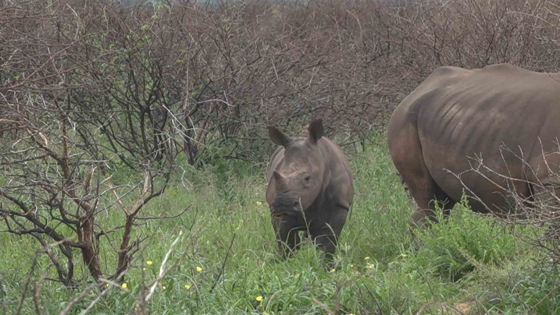 Corona crisis endangers rhinos Southern Africa: