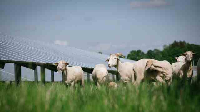 Climate protection: Double the yield: With a photovoltaic system on a meadow that is also used as a pasture for sheep, Bürgerenergie Unterhaching shows how regenerative energies and agriculture can be combined.