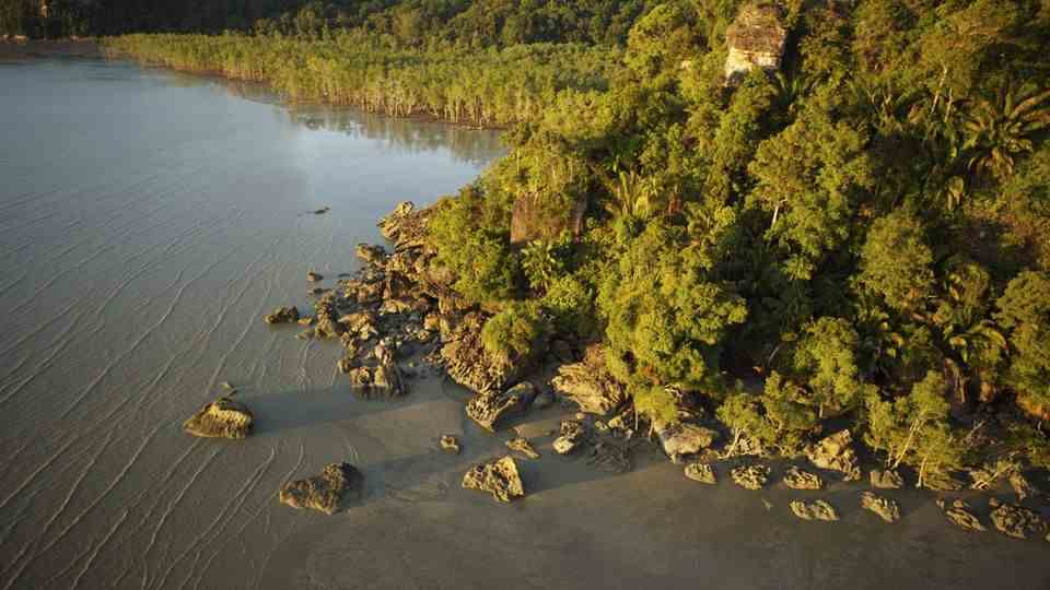 Aerial views of a mangrove forest on the coast of Borneo