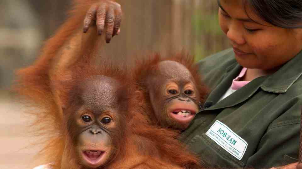 Carer with two orangutans