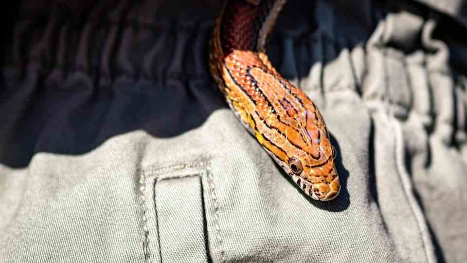 A snake crawls over a trouser leg