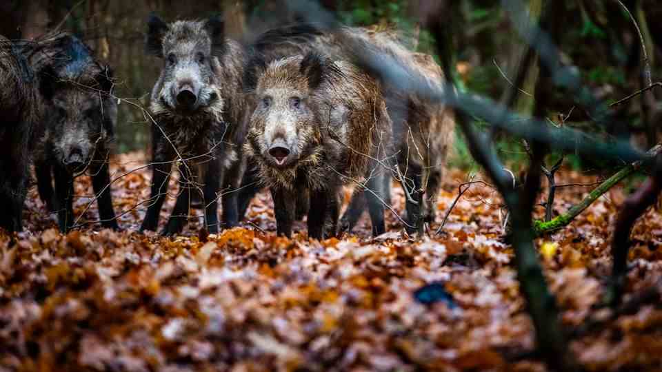 Hunting: The wild boar next door - how wild animals are spreading in Germany's cities