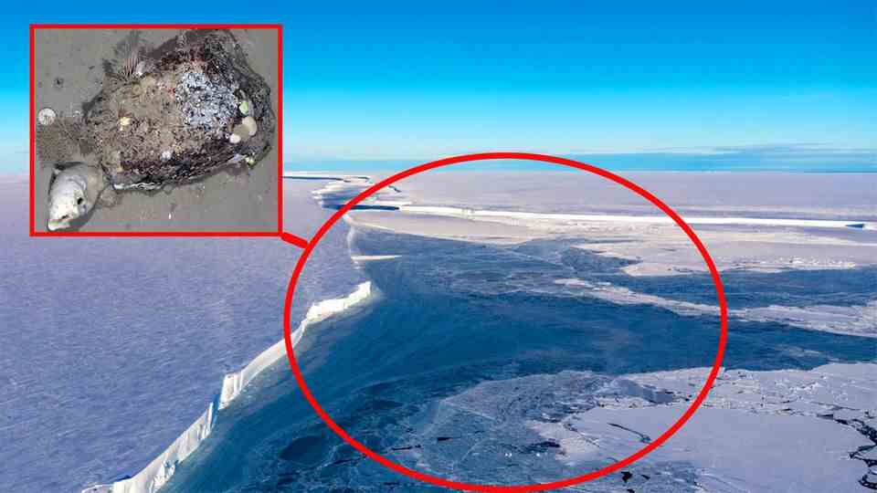 Antarctica: Broken iceberg reveals fascinating creatures