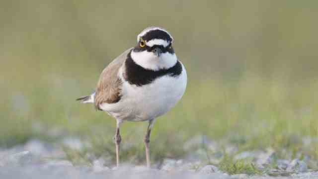 Protection of species: Birds such as the little ringed plover normally breed on gravel banks along rivers.  They should find a home in the area.