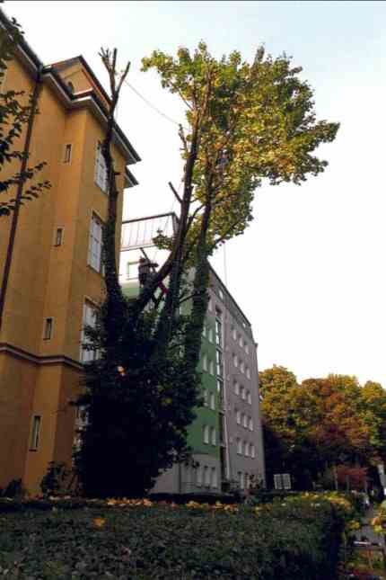 Tree protection in the city center: Once a magnificent tree: the maple - here as a torso during felling - no longer exists.