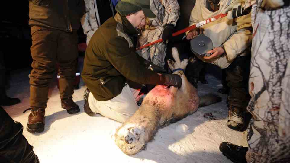 A dead wolf is measured after the wolf hunt in Sweden in 2010